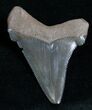Angustiden Tooth - Pre Megalodon #4401-1